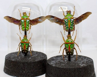 Globe double scarabée Stephanorrhina guttata ailes déployées cabinet de curiosité entomologie véritable naturalisé taxidermie cetoine