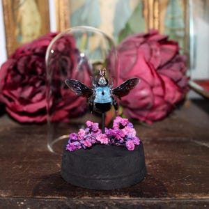 Peut inclure: Un spécimen de xylocope bleu et noir préservé, monté sur une fine épingle noire, fixé sur une base circulaire noire entourée de petites fleurs séchées roses et violettes, le tout sous une cloche en verre transparente.