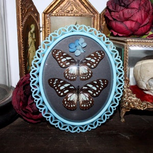 Curved glass frame double butterfly Graphium leonidas oddities bowl frame cabinet curiosity wunderkammer entomology insect butterfly france