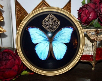 Echter Schmetterling, Entomologie, Rahmen, Morpho Didius, riesiger blauer Morpho-Präparator, Kuriositäten, Kuriositäten, gebogenes Glas, alte Blase aus Frankreich