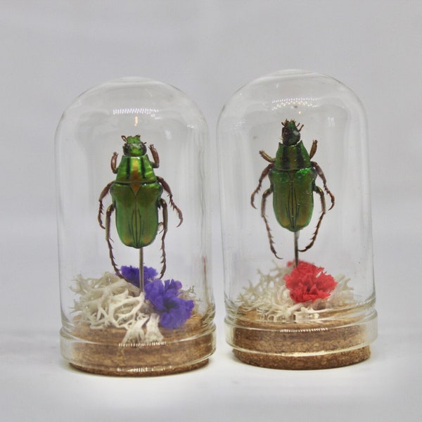 Mini Globe insecte coléoptère Pygora Ignita cabinet de curiosité entomologie véritable naturalisé taxidermie mousse fleurs oddities