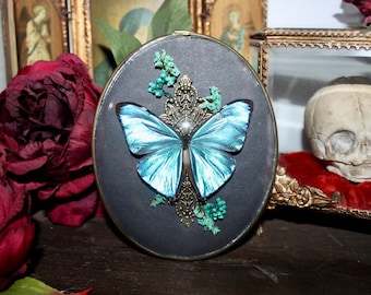 Echte vlinder entomologie frame morpho aega blauwe morpho taxidermie curiosa curiosa gebogen glas oud Frankrijk bloemen wunderkammer