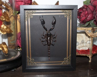 Cadre scorpion entomologie cabinet de curiosité witch decor dark scorpio oddities