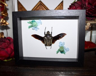 Frame real naturalized goliathus orientalis beetle oddities cabinet of curiosities frame giant goliathus wings spread dried flowers