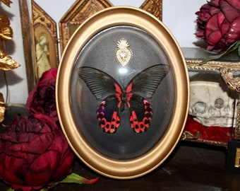 Echt genaturaliseerd vlinderframe Papilio Rumanzovia taxidermie nieuwsgierigheid Rode mormoonse vervloekte heks eigenaardigheden echt gebogen glas ex voto