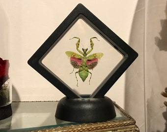 Floating frame plastic real asian praying mantis creobroter gemmatus curiosity framed Naturalized entomology cabinet curiosity