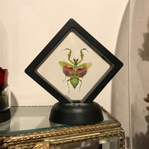 Cadre flottant plastique  véritable mante religieuse asiatique creobroter gemmatus curiosité framed Naturalisé entomologie cabinet curiosity