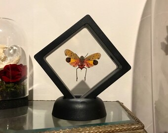 Floating frame plastic real insect Penthicodes pulchella framed Naturalized entomology cabinet curiosity oddities