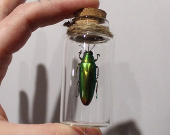 Real glass vial Chrysochroa fulminans curiosity framed Naturalized entomology cabinet curiosity oddities