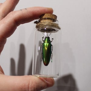 Real glass vial Chrysochroa fulminans curiosity framed Naturalized entomology cabinet curiosity oddities