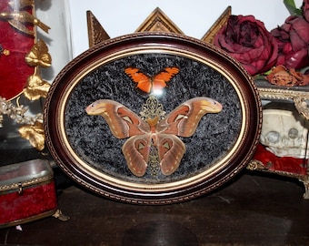 Gerahmter, echter Atlasfalter (Attacus atlas), präparierter Schmetterling, gerahmte Kuriositäten, Wunderkammer, gewölbter Glasrahmen, altes Frankreich, Riesenfalter