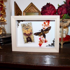 frame butterfly sphinx skull acherontia atropos death head hawkmoth tarot the death curiosities oddities oddities dead stuff