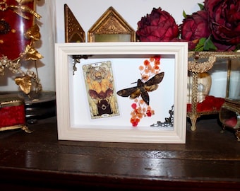 frame butterfly sphinx skull acherontia atropos death head hawkmoth tarot the death curiosities oddities oddities dead stuff