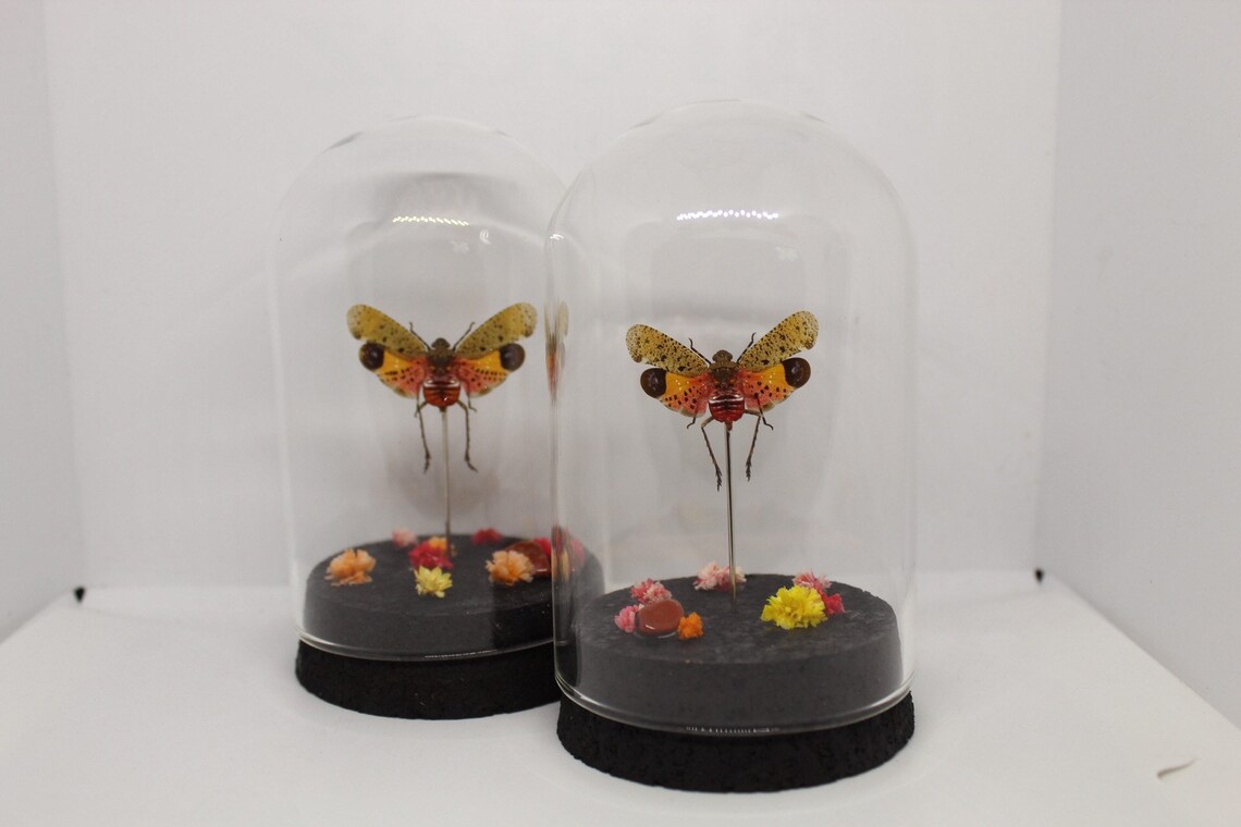 Globo cúpula cúpula de vidrio real linterna de insectos | Etsy