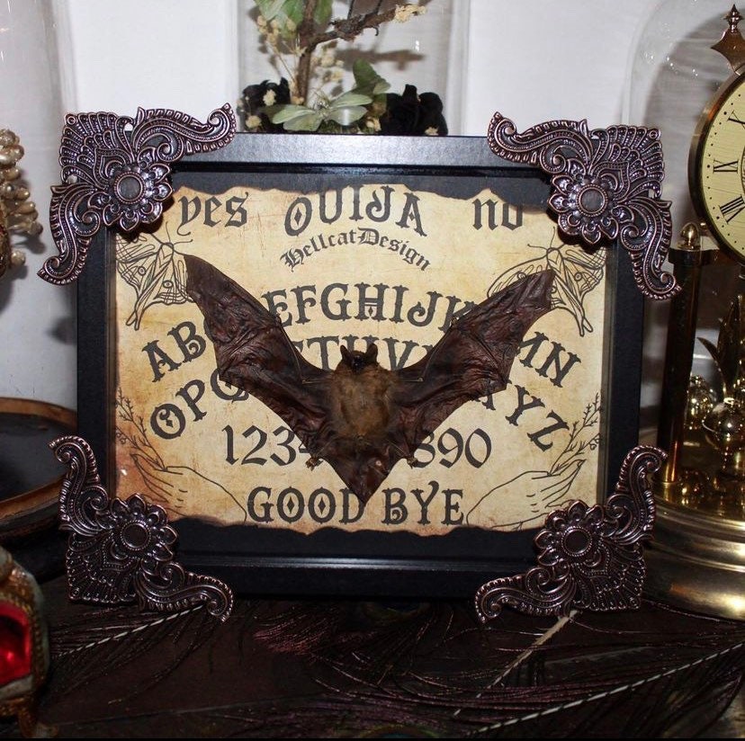 Cadre Véritable Chauve Souris Pipistrellus Kuhlii Naturalisée Bat Framed Oddities Cabinet de Curiosi