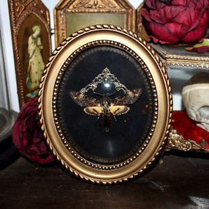 Antique curved frame sphinx moth acherontia atropos death&#39;s-head hawkmoth cabinet curiosity entomology naturalized witch decor