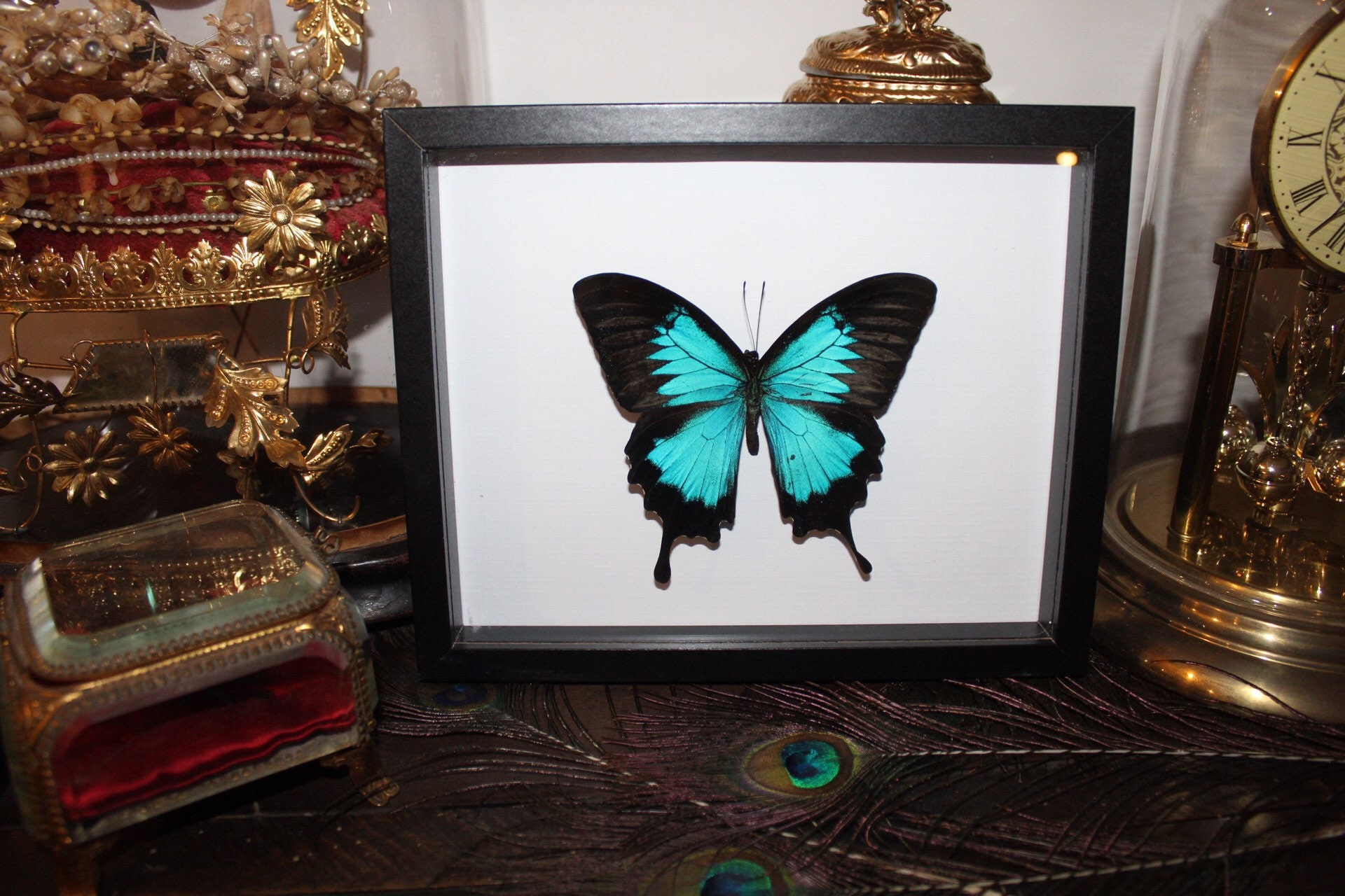 Cadre Papillon Papilio Ulysses Naturalisé Véritable Entomologie Taxidermie Oddities Cabinet Curiosit