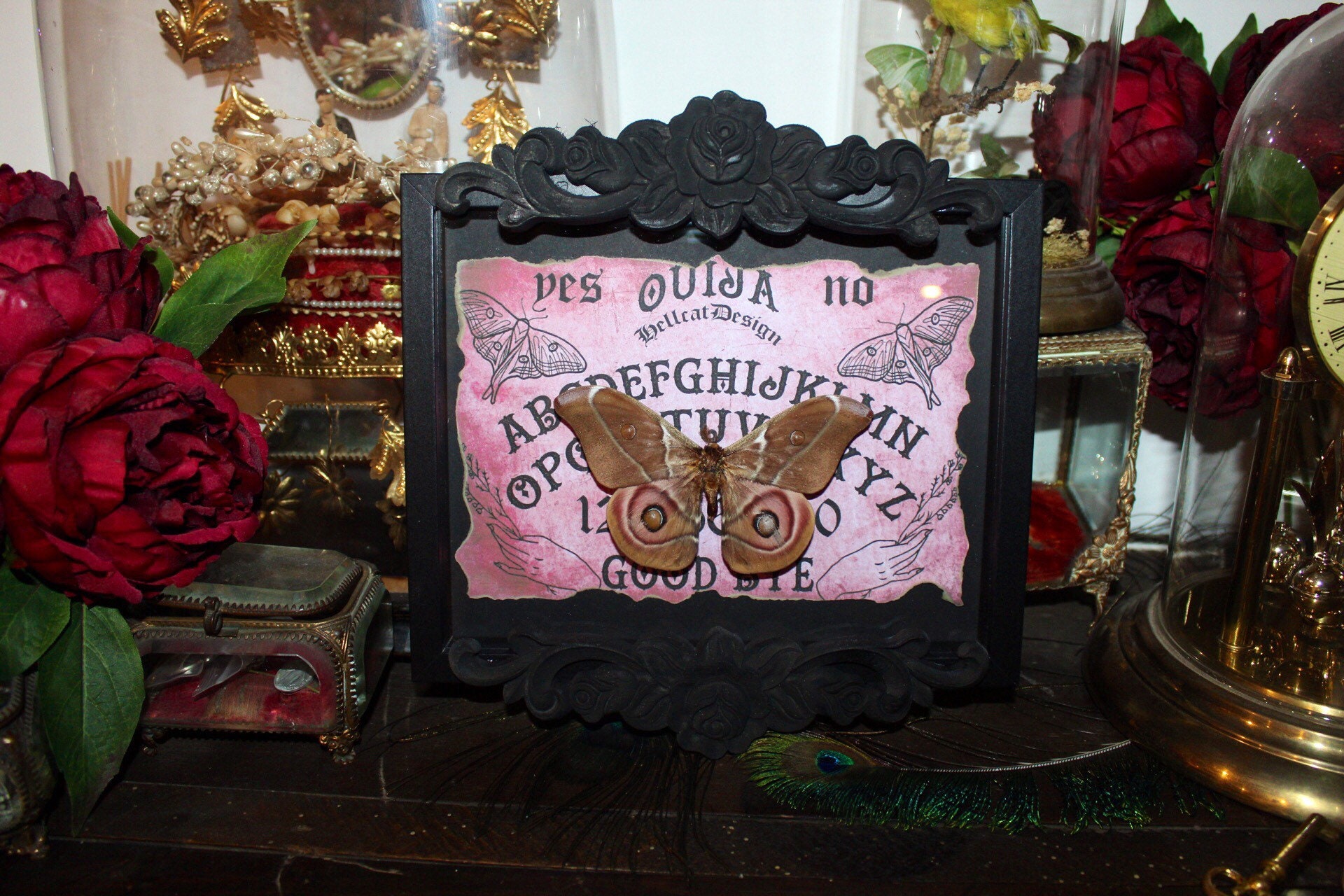 Cadre Papillon Antherina Suraka Bombyx Entomologie Taxidermie Curiosité Ouija Board Cursed Witch Odd