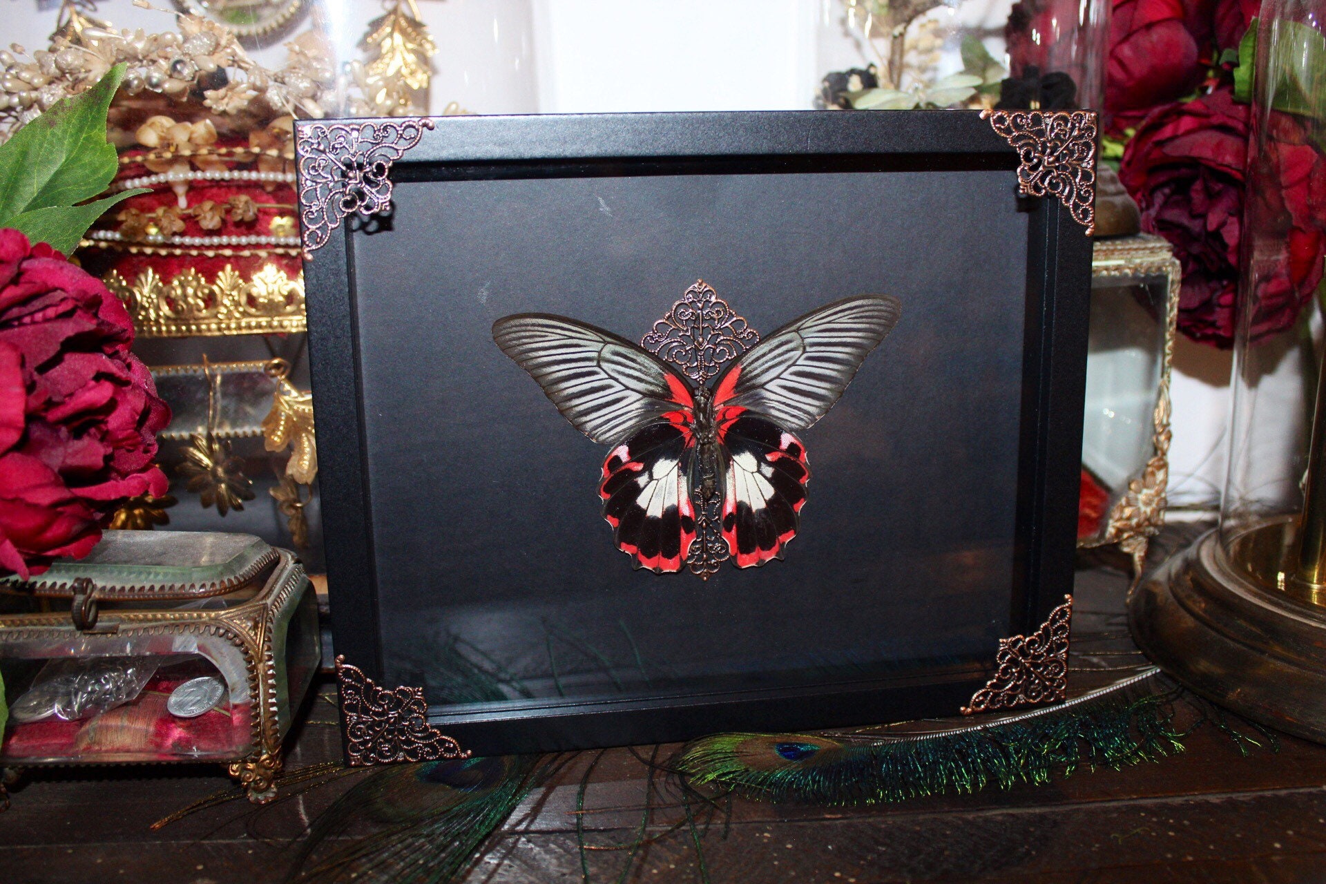 Cadre Véritable Papillon Naturalisé Papilio Rumanzovia Taxidermie Curiosité Red Mormon Cursed Witch 