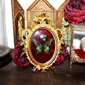 Può includere: Esposizione ovale con cornice dorata con una farfalla. La farfalla ha ali verdi e nere su uno sfondo rosso scuro. Un piccolo fiore bianco e accenti turchesi sono sopra la farfalla. La cornice è circondata da rose rosse e altri oggetti antichi.