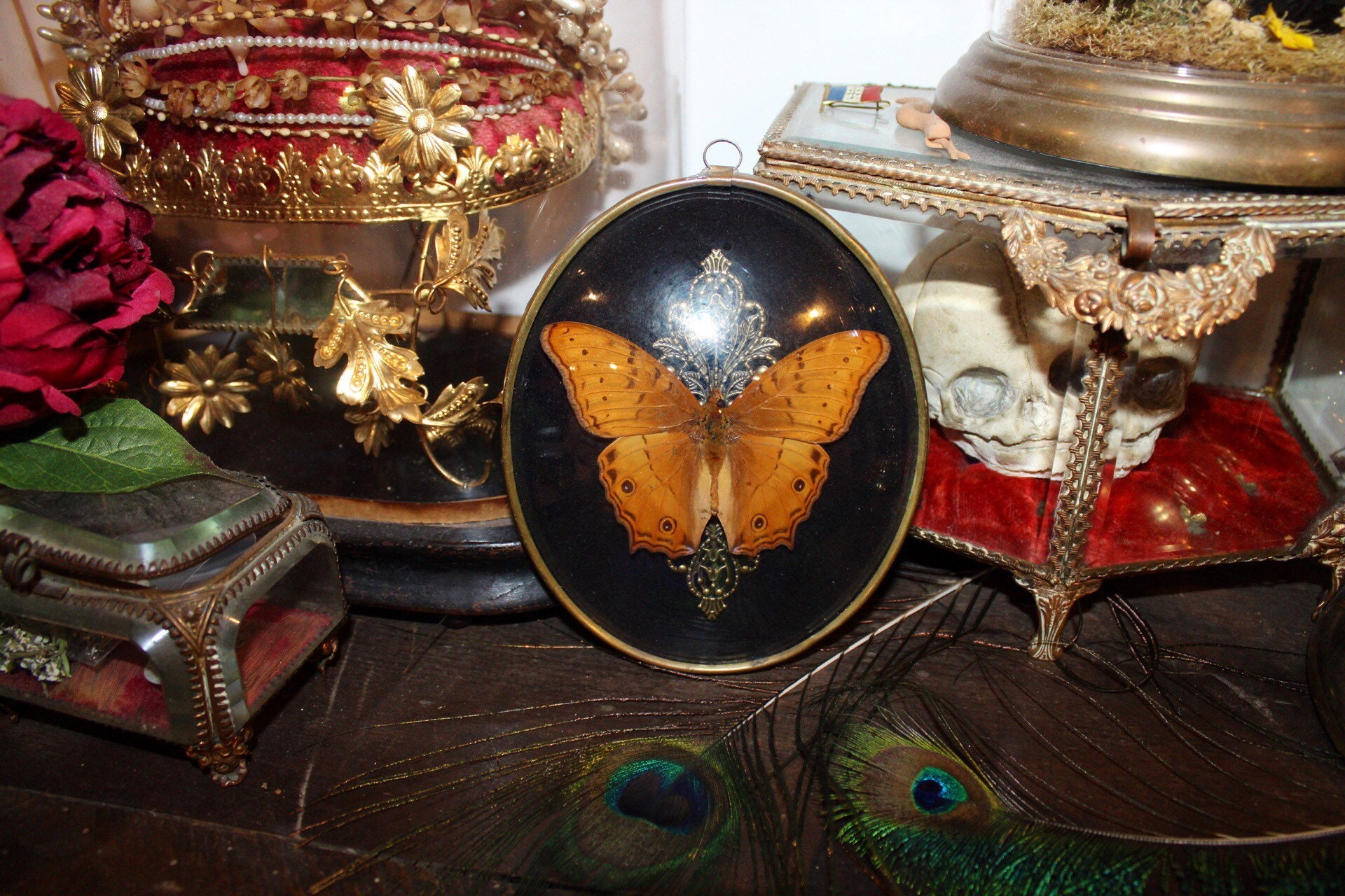 Cadre Ancien Doré Verre Bombé Papillon Vindula Dejone Cabinet de Curiosité Entomologie Naturalisé Ta