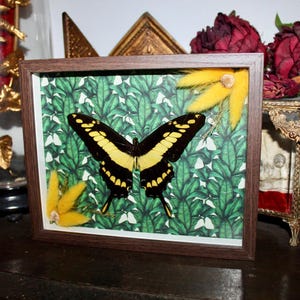 Frame real naturalized butterfly papilio thoas king swallowtail cabinet of curiosities entomology wunderkammer butterfly witch decor