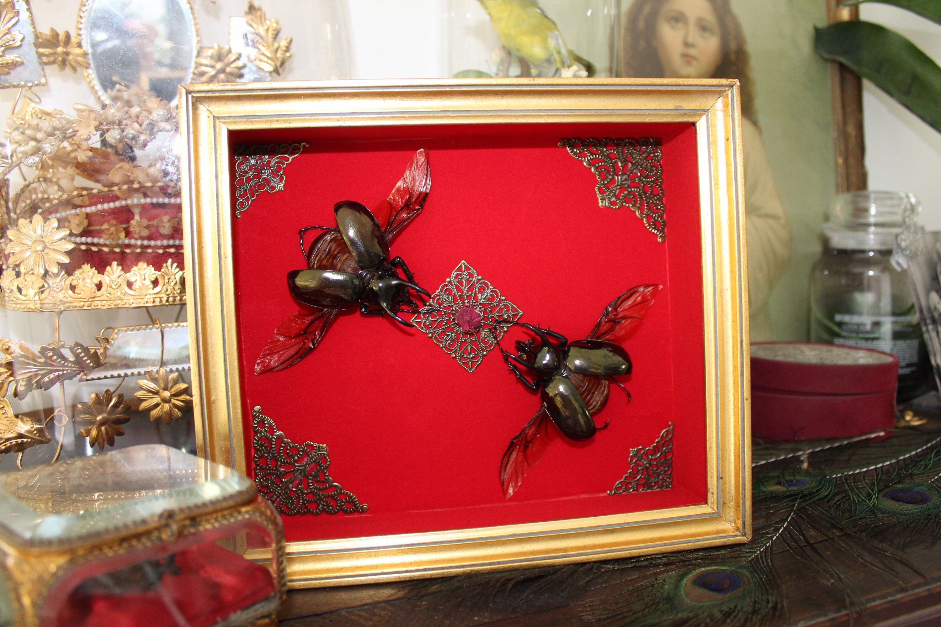 Cadre Véritable Scarabée Chalcosoma Atlas Naturalisé Oddities Cabinet de Curiosité Cadre Géant Rhino