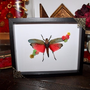 Frame entomology rainbow cricket Phymateus saxosus oddities cabinet of curiosities insect witch decor wunderkammer Flowers