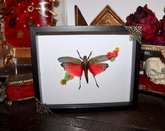 Frame entomology rainbow cricket Phymateus saxosus oddities cabinet of curiosities insect witch decor wunderkammer Flowers
