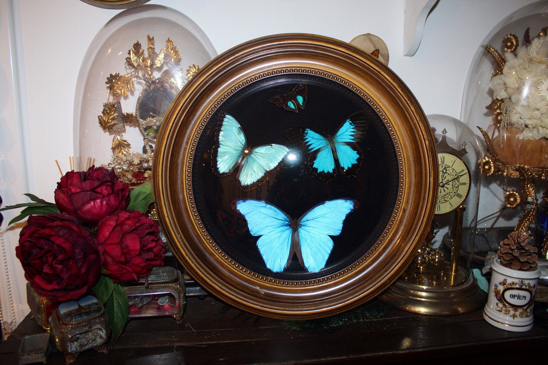 Cadre Véritable Papillon Naturalisé Morpho Didius Papilio Ulysses Taxidermie Curiosité Cursed Witch 