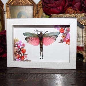 Cadre entomologie criquet arc en ciel Phymateus saxosus oddities cabinet de curiosités insecte witch decor wunderkammer Fleurs