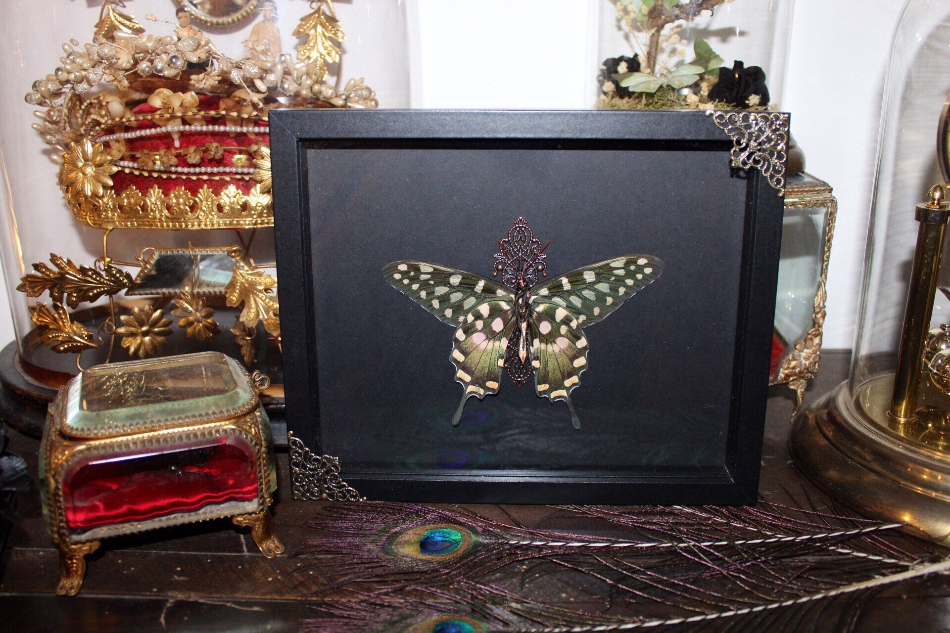 Cadre Entomologie Papillon Véritable Papilio Antenor Curiosities Oddities Cabinet de Curiosité Witch