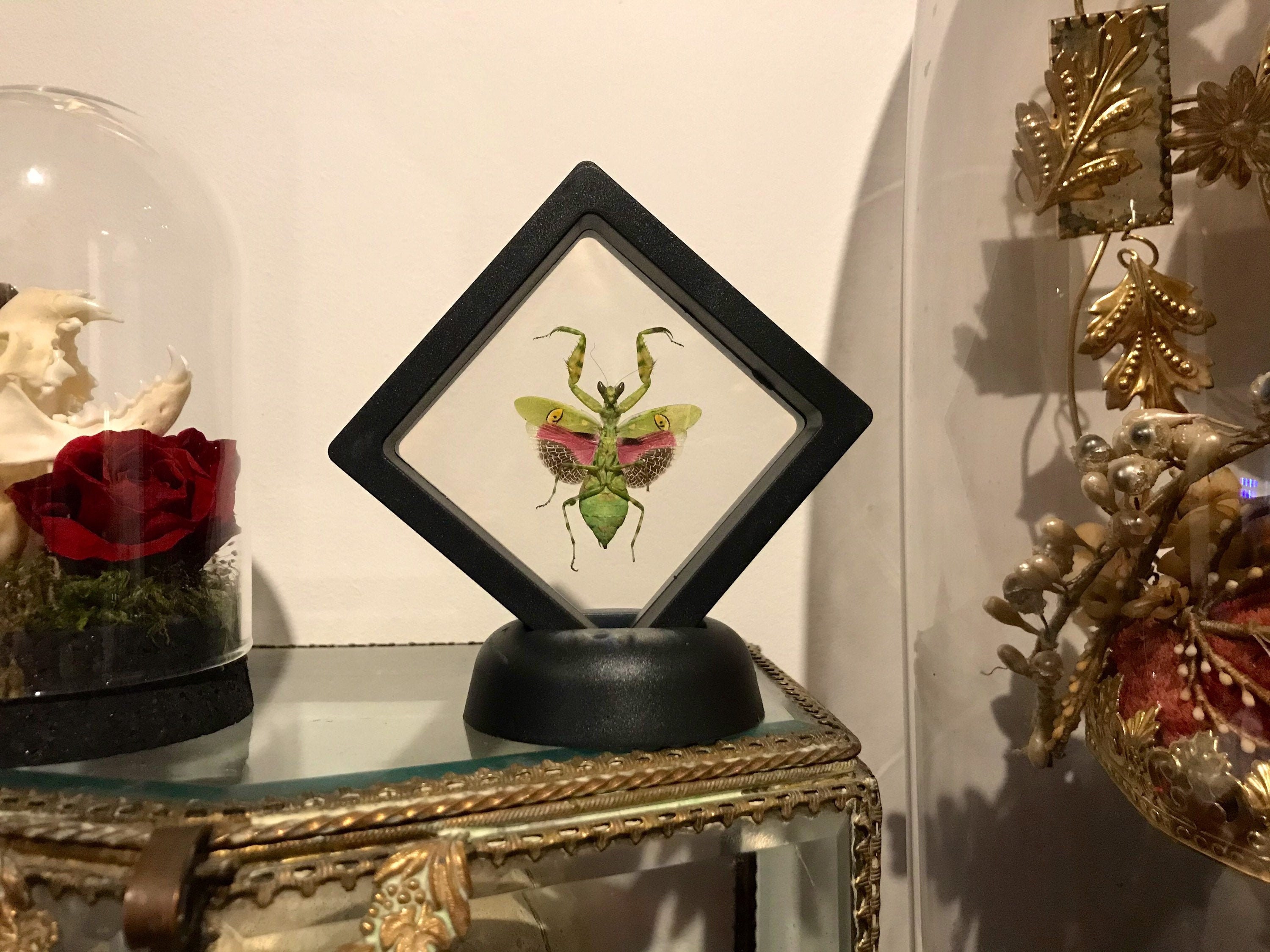 Cadre Flottant Plastique Véritable Mante Religieuse Asiatique Creobroter Gemmatus Curiosité Framed N