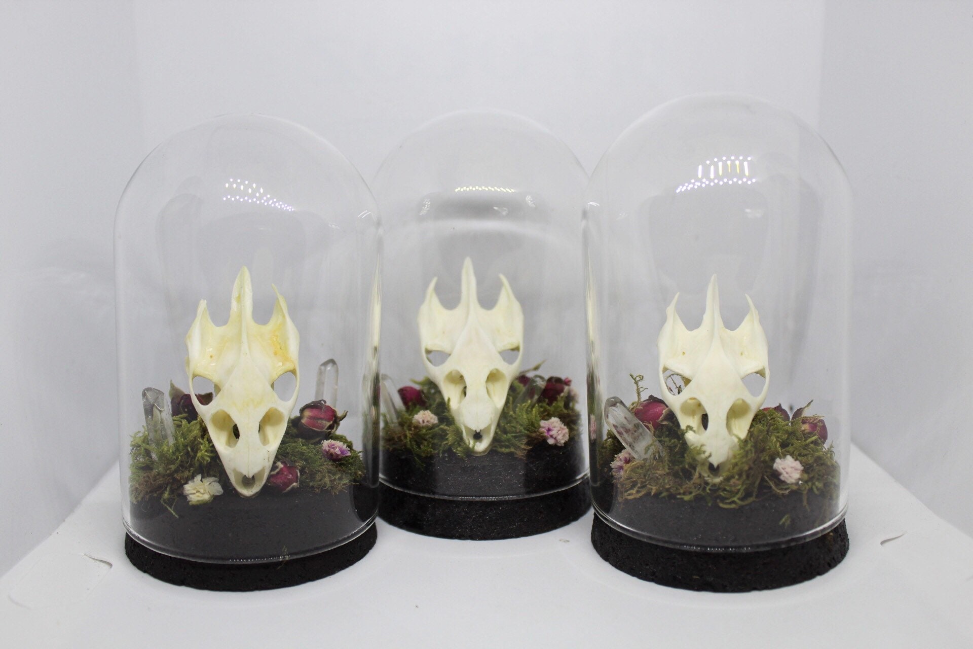 Globe Véritable Crâne de Tortue Turtle Skull Cabinet Curiosité Entomologie Naturalisé Taxidermie Fle