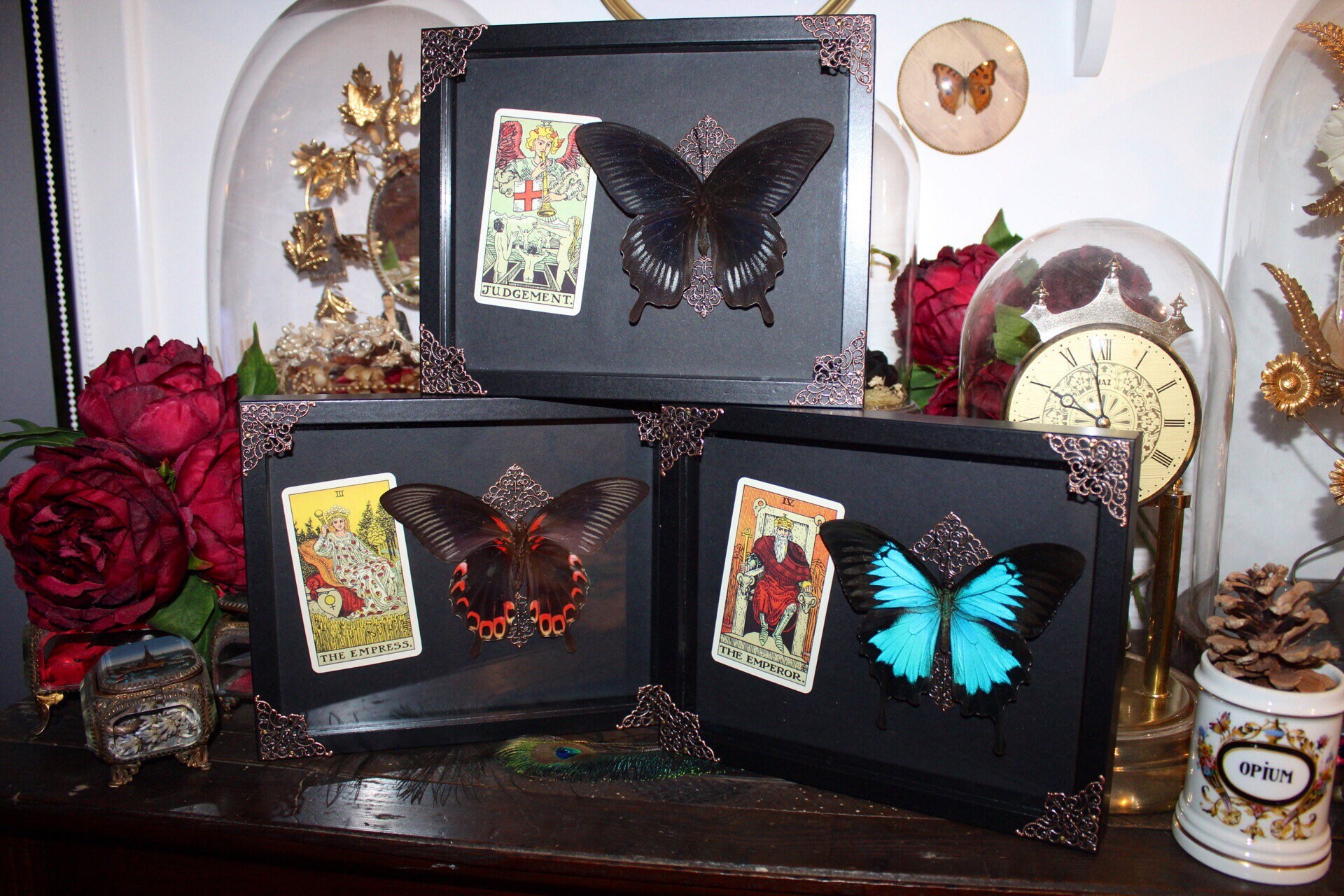 Set 3 Cadre Papillon Papilio Ulysses Rumanzovia Mormon Naturalisé Véritable Entomologie Taxidermie O