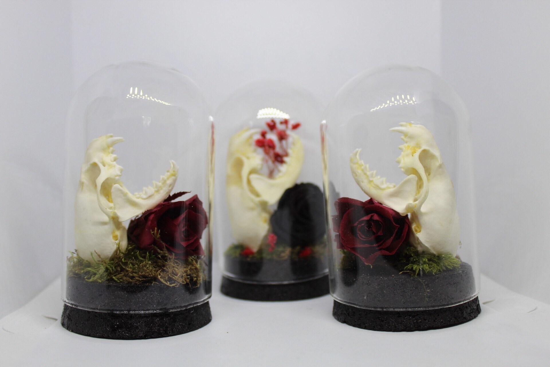 Globe Véritable Crâne de Vison Mink Skull Cabinet Curiosité Entomologie Naturalisé Taxidermie Rose É