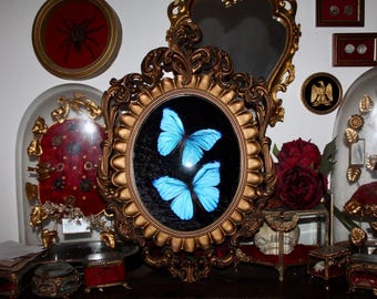 Cornice convessa barocca XXL, entomologia, autentica farfalla gigante blu, tassidermia Morpho morpho didius, curiosità, stranezze, cornice rara