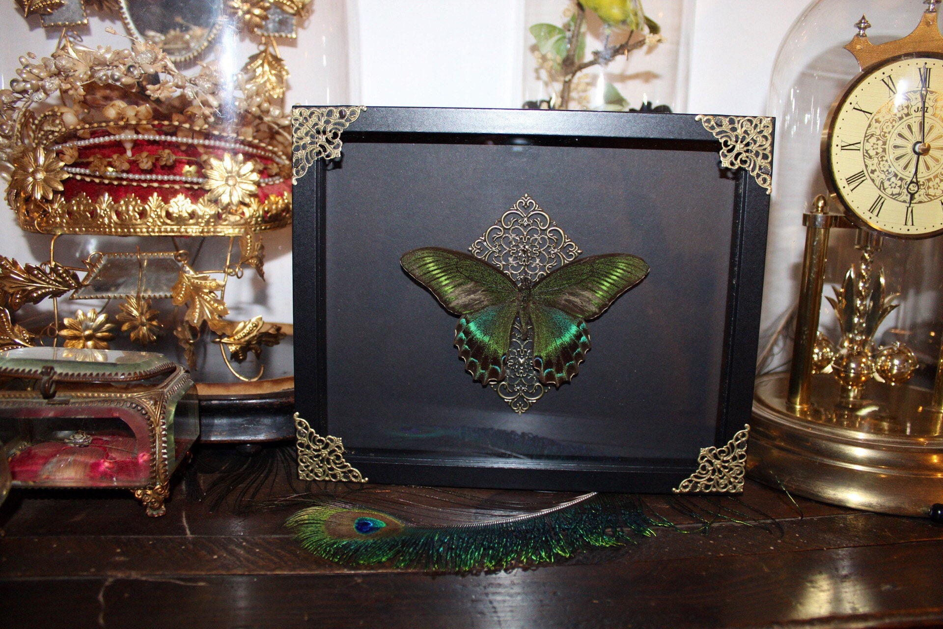 Cadre Véritable Papillon Naturalisé Papilio Maackii Taxidermie Curiosité Cursed Witch Oddities Real