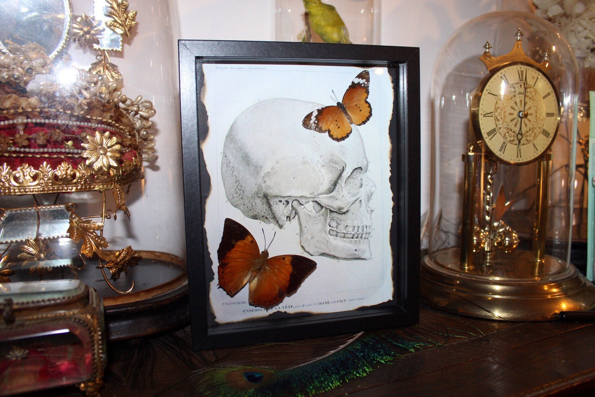Cadre Véritable Papillon Naturalisé Petit Monarque Oddities Vitrine Cabinet de Curiosité Skull Wunde