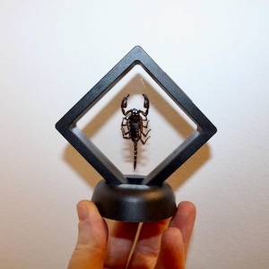 Floating frame plastic real scorpion Heterometrus spinifer curiosity framed Naturalized entomology cabinet curiosity