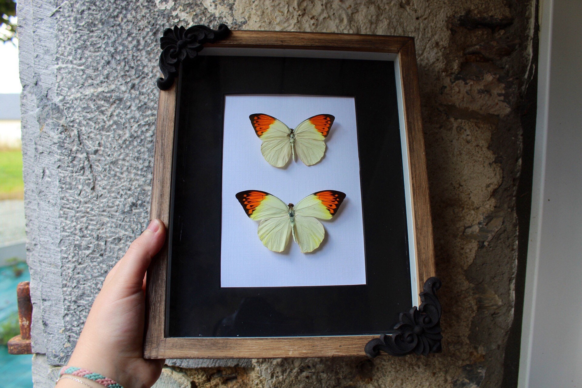Petit Prix Cadre Real Butterfly Pair Hebomoia Glaucippe Naturalisé Cabinet de Curiosité Oddities Wun