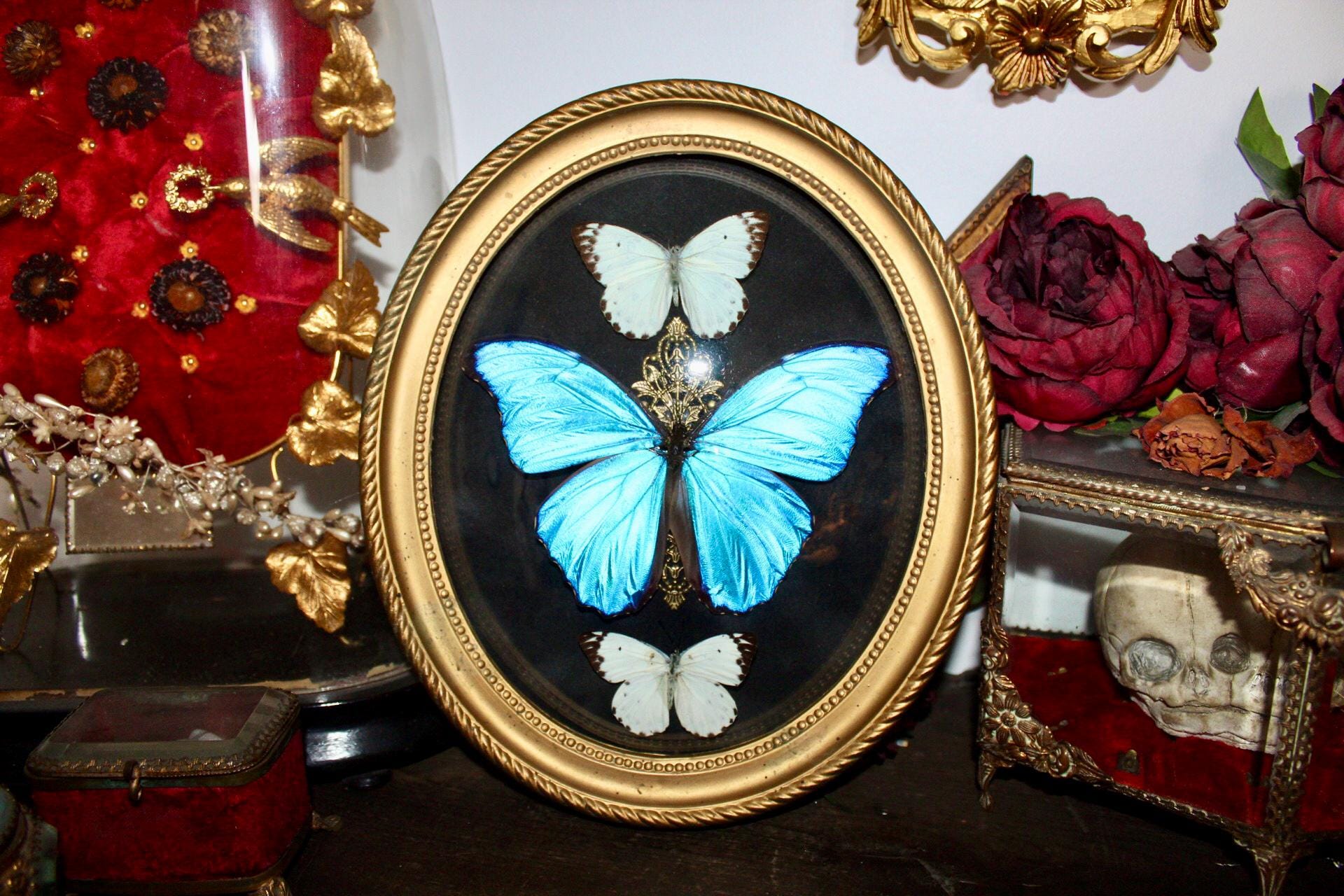 Cadre entomologique papillons cabinet curiosité - Décoration