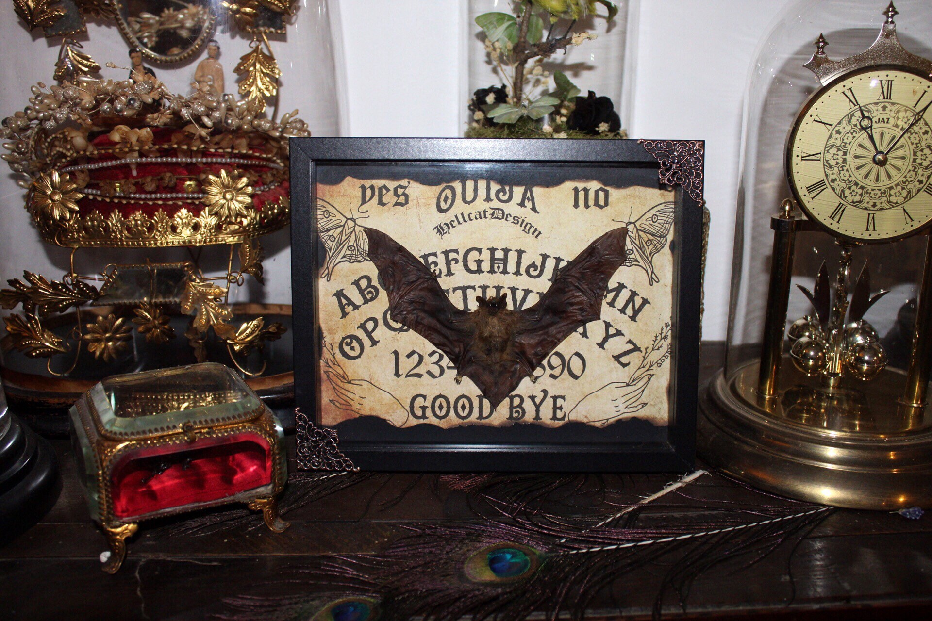 Cadre Véritable Chauve Souris Pipistrellus Kuhlii Naturalisée Bat Framed Oddities Cabinet de Curiosi