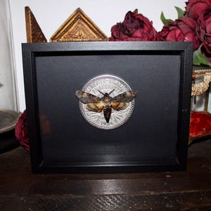 Death&#39;s head hawkmoth Acherontia atropos Deathhead hawkmoth Curiosities Oddities Oddities Lindauer Equality Fraternity