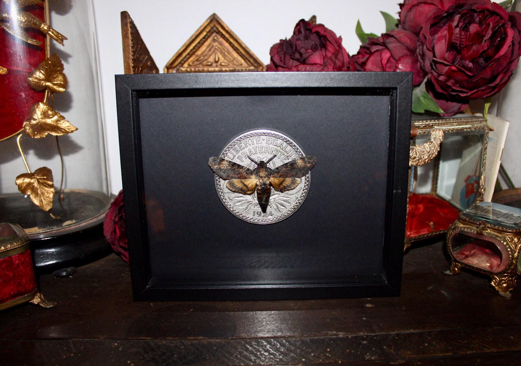 Death's head hawkmoth Acherontia atropos Deathhead hawkmoth Curiosities Oddities Oddities Lindauer Equality Fraternity