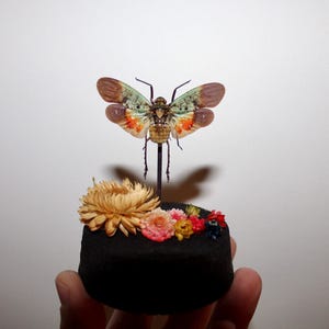 Puede incluir: Un espécimen de insecto preservado con alas coloridas, montado sobre una base negra adornada con flores secas. El insecto tiene un cuerpo y alas detallados y estampados, mostrando colores naturales.