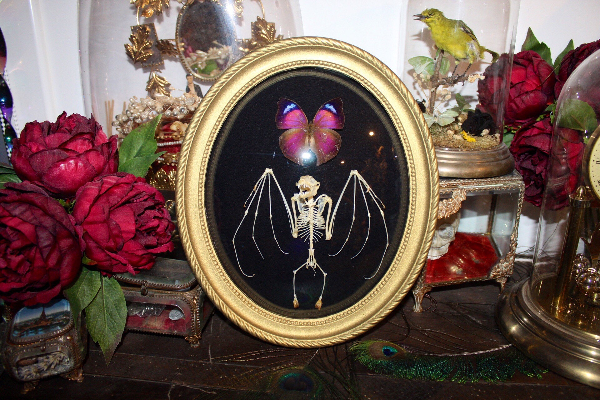 Cadre Véritable Chauve Souris Squelette Hipposideros Larvatus Naturalisée Bat Framed Oddities Cabine