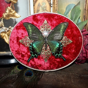 Curved glass frame naturalized butterfly papilio maackii real cabinet of curiosities witch decor entomology oddities red velvet