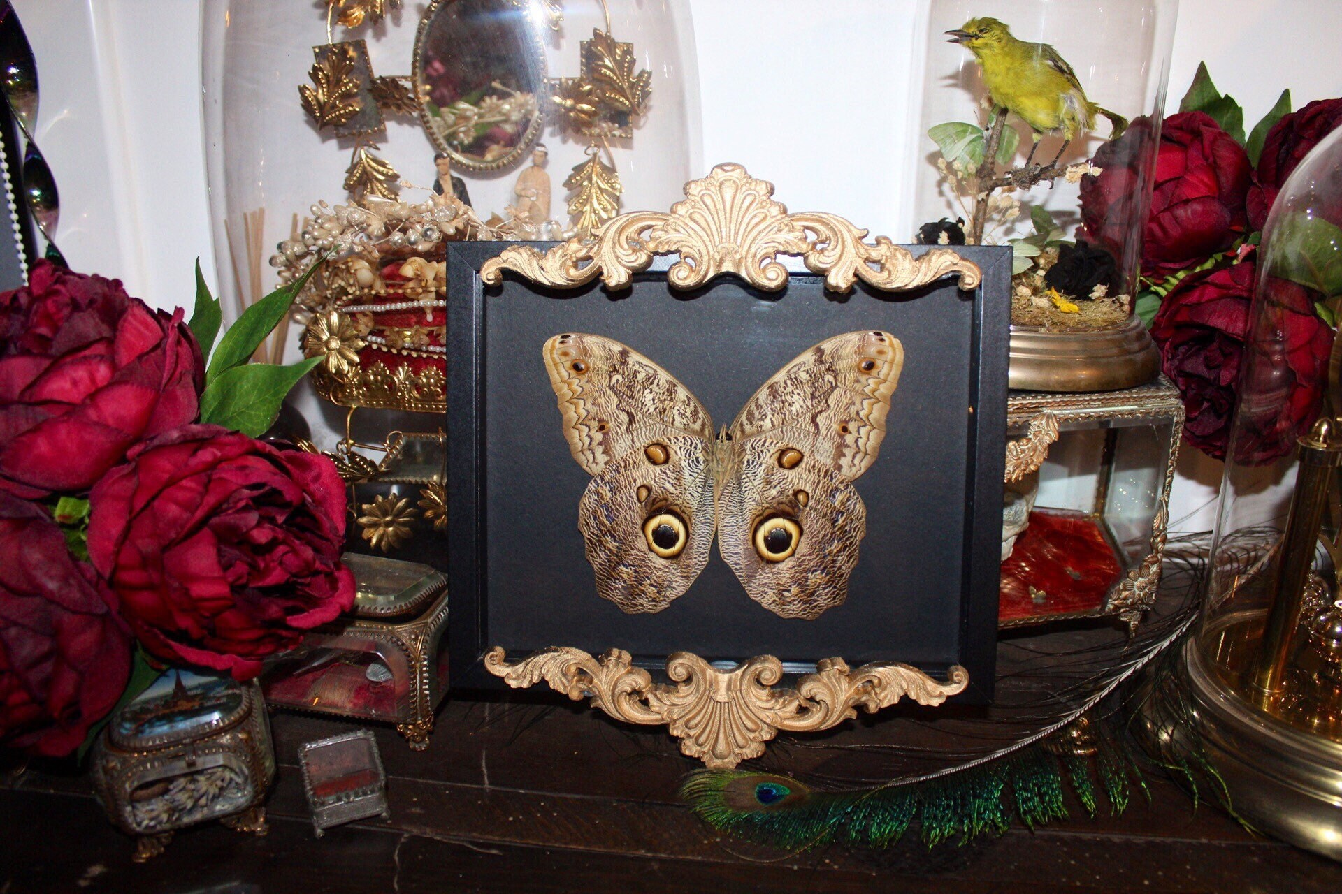 Cadre Véritable Papillon Naturalisé Caligo Placidianus Taxidermie Curiosité Red Mormon Cursed Witch 