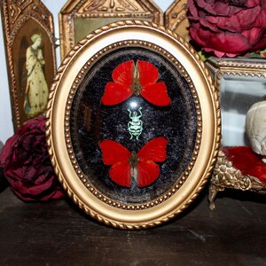 Può includere: Una cornice ovale dorata contenente due farfalle rosso vivo e un piccolo esemplare di coleottero verde pallido montati su uno sfondo nero testurizzato. La cornice presenta un bordo decorativo a corda e una copertura frontale in vetro.